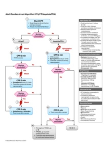 Algorithm ACLS CA 2025